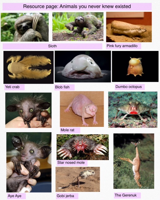 yr-8-pop-up-project-2